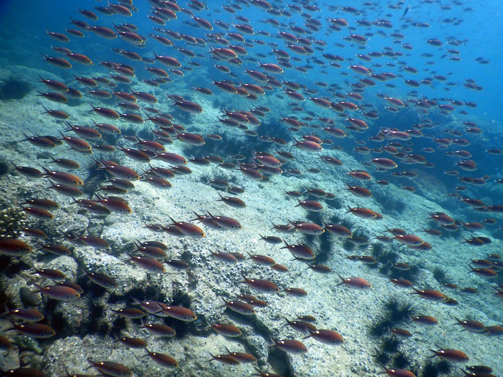 fondo mariño con peixes